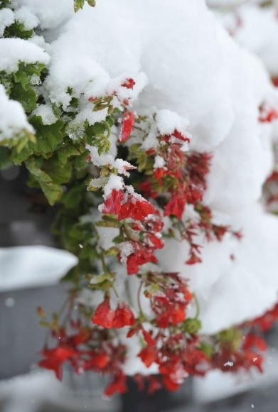 Západ Rakúska prekvapil sneh