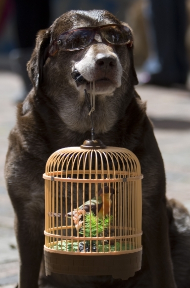 Pes s vtáčikom na demonštrácii
