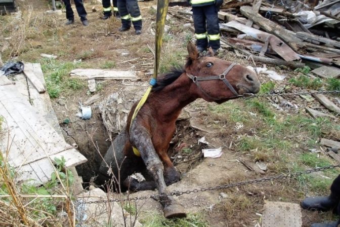 V osade zachraňovali koňa zo šachty