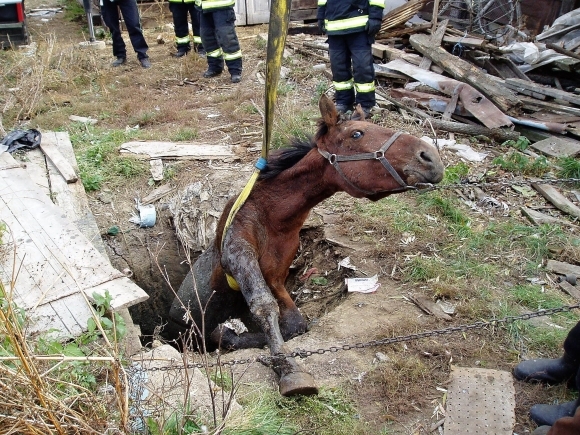 V osade zachraňovali koňa zo šachty