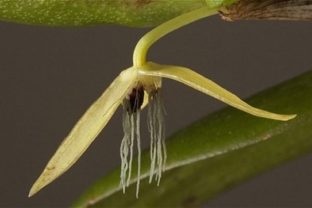 Bulbophyllum nocturnum