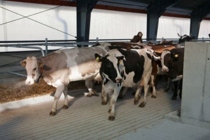 Hostel U spokojnej kravy