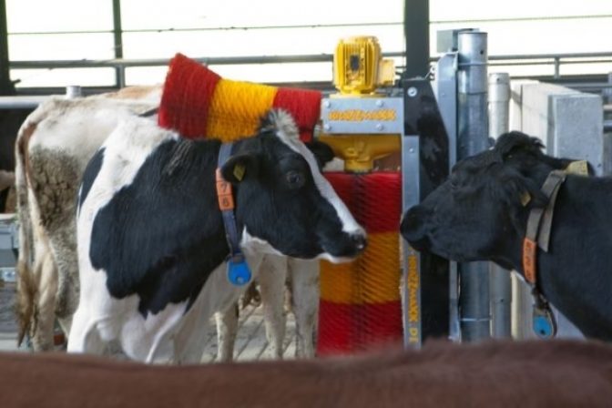 Hostel U spokojnej kravy