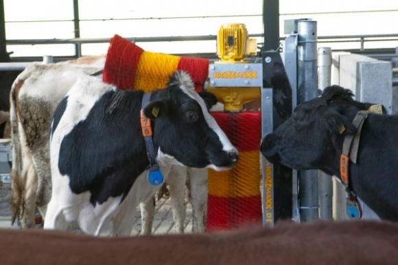 Hostel U spokojnej kravy