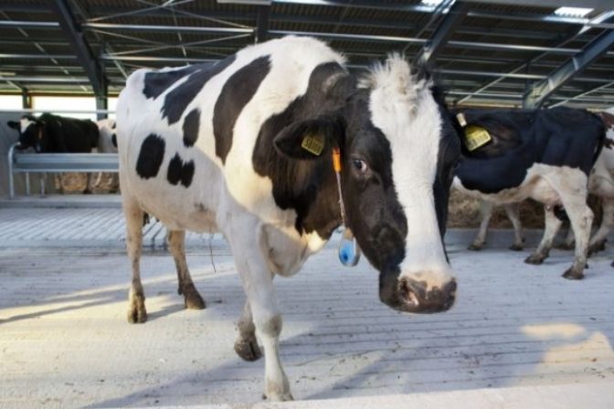 Hostel U spokojnej kravy