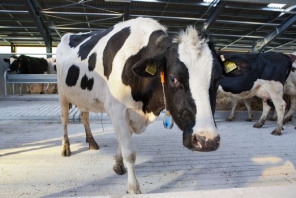 Hostel U spokojnej kravy