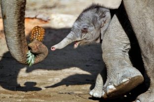 Sloník loví ananás