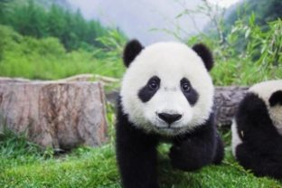 Fotoobraz pandy