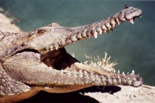 Krokodíl morský