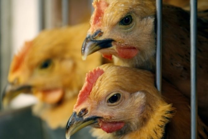 Sliepky, H5N1
