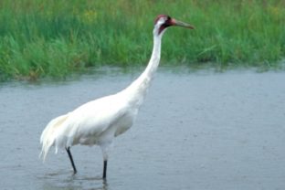 Grus americana, žeriav škriekavý