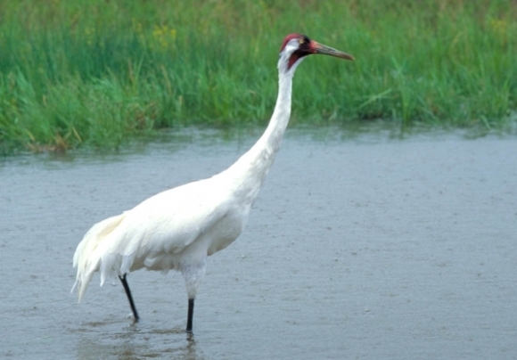 Grus americana, žeriav škriekavý