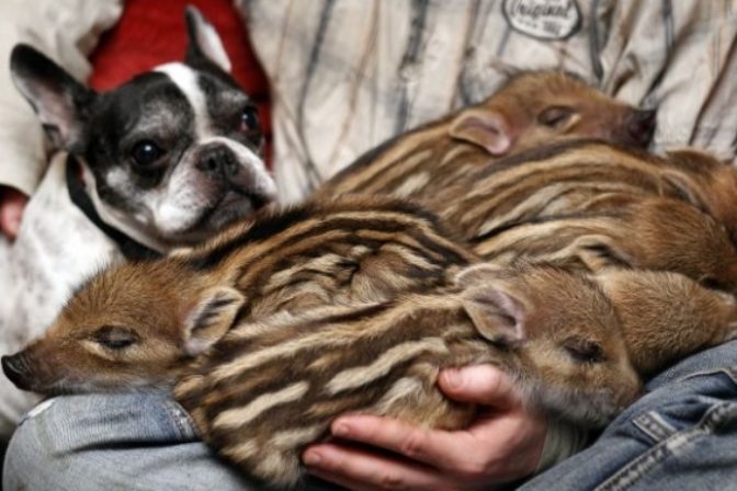 Buldoček a malé prasiatka