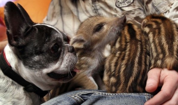 Buldoček a prasacie mláďatá