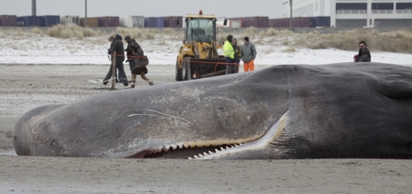 Veľryba v Belgicku
