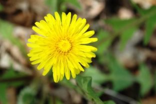 Jar, kvet, počasie, slnko