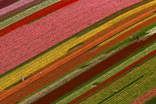 Festival tulipánov vo Washingtone