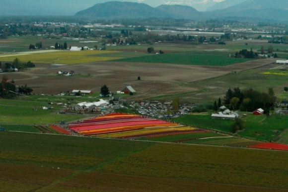 Festival tulipánov vo Washingtone