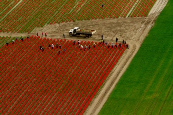 Festival tulipánov vo Washingtone