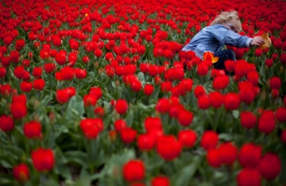 Holandsko, dieťa, kvety, tulipán