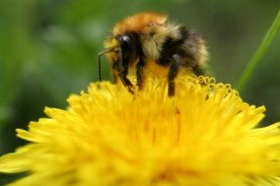 Včela, kvet, jar, alergia