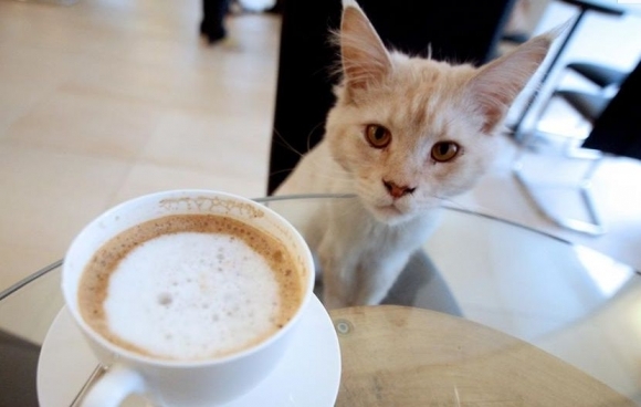 Mačacia kaviareň vo Viedni
