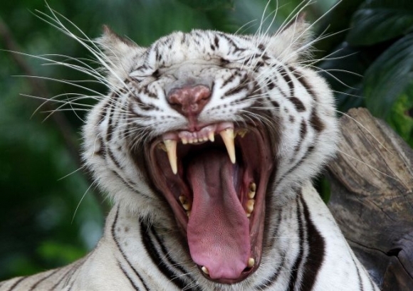 Biely bengálsky tiger zo ZOO v Bangkoku