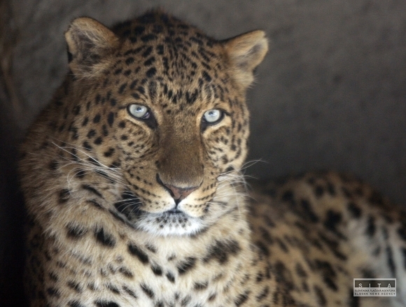 Gepard