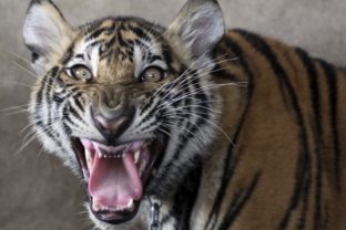 Rozhnevaný tiger vyceril zuby