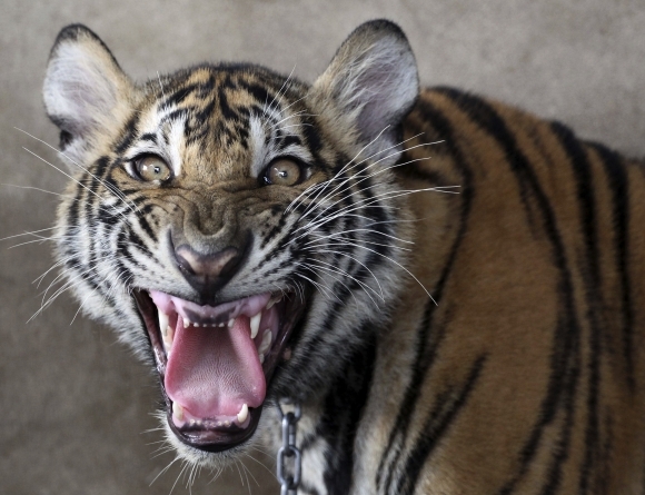Rozhnevaný tiger vyceril zuby