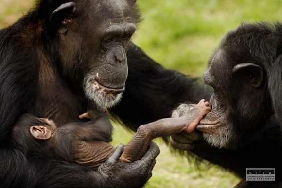 šimpanz, opica