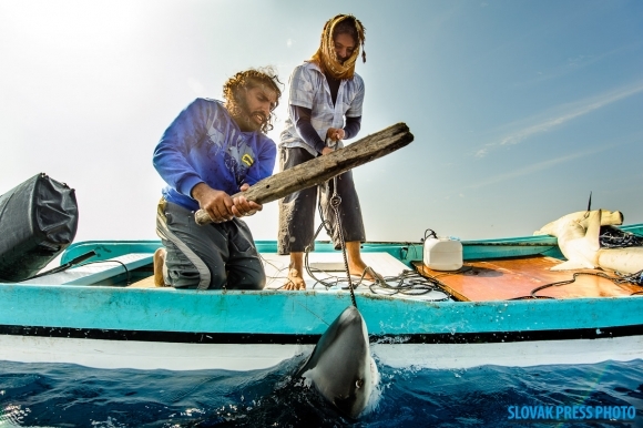Rybolov žralokov v Omane