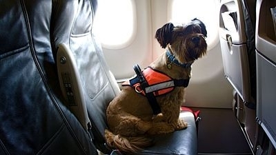 Svetobežník: Pes Oscar precestoval 150 tisíc km
