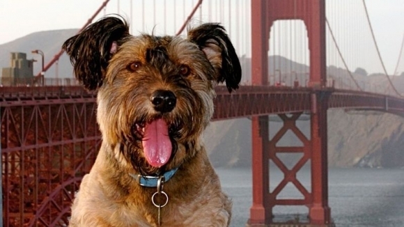 Svetobežník: Pes Oscar precestoval 150 tisíc km