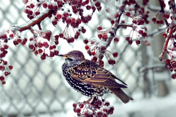 Zima, sneh, vták