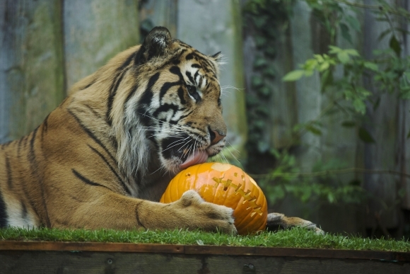Zoo si pripravila halloweenske prekvapenie