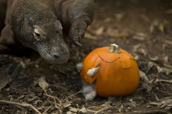 Zoo si pripravila halloweenske prekvapenie