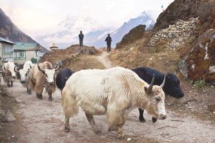 Ama Dablam