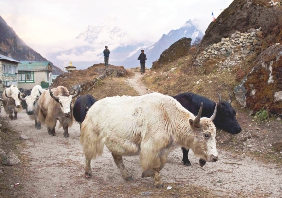 Ama Dablam