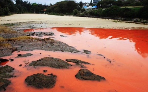 Pláže v Sydney obmýva krvavý oceán
