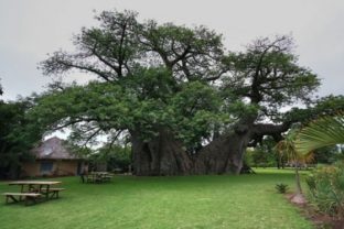 Sunland Baobab - bar v kmeni stromu