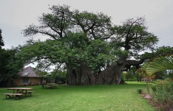 Sunland Baobab - bar v kmeni stromu