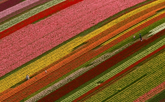 Americké polia rozžiarili tulipány