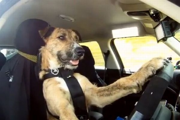 Pes za volantom
