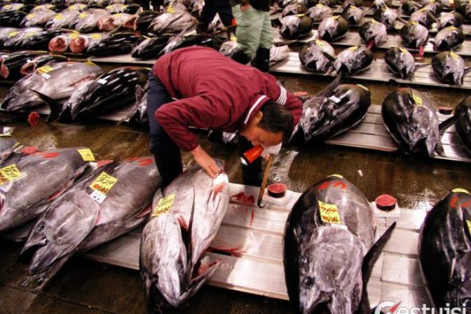 Svetová kuriozita: Boj o tuniaky