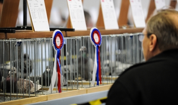 Svetová olympiáda poštových holubov