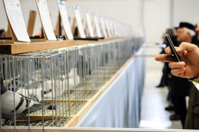 Svetová olympiáda poštových holubov