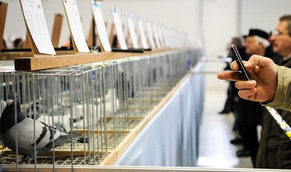 Svetová olympiáda poštových holubov