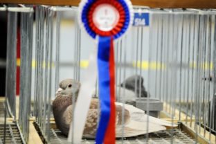 Svetová olympiáda poštových holubov