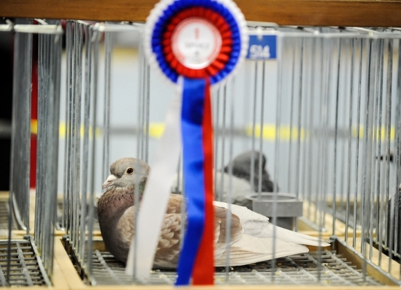 Svetová olympiáda poštových holubov